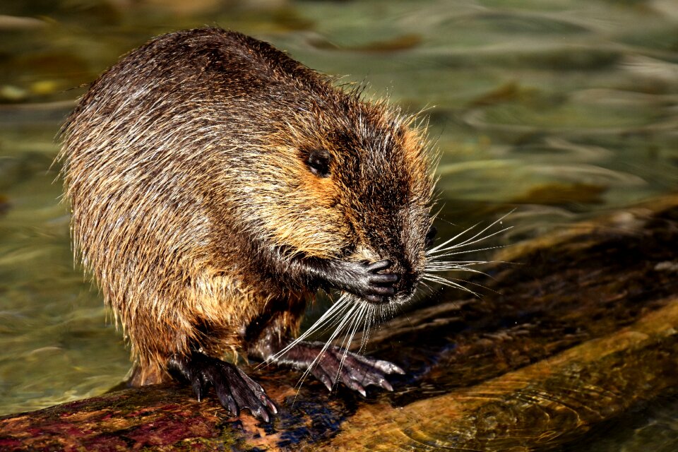 Splashing animal world animal