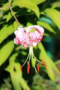 Plant flower sheet