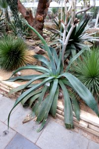 Agave bovicornuta - Flora park - Cologne, Germany - DSC00751