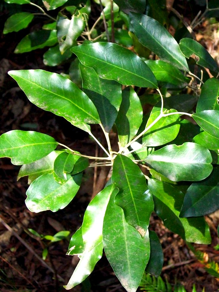Acronychia wilcoxiana DY