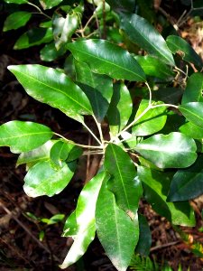 Acronychia wilcoxiana DY