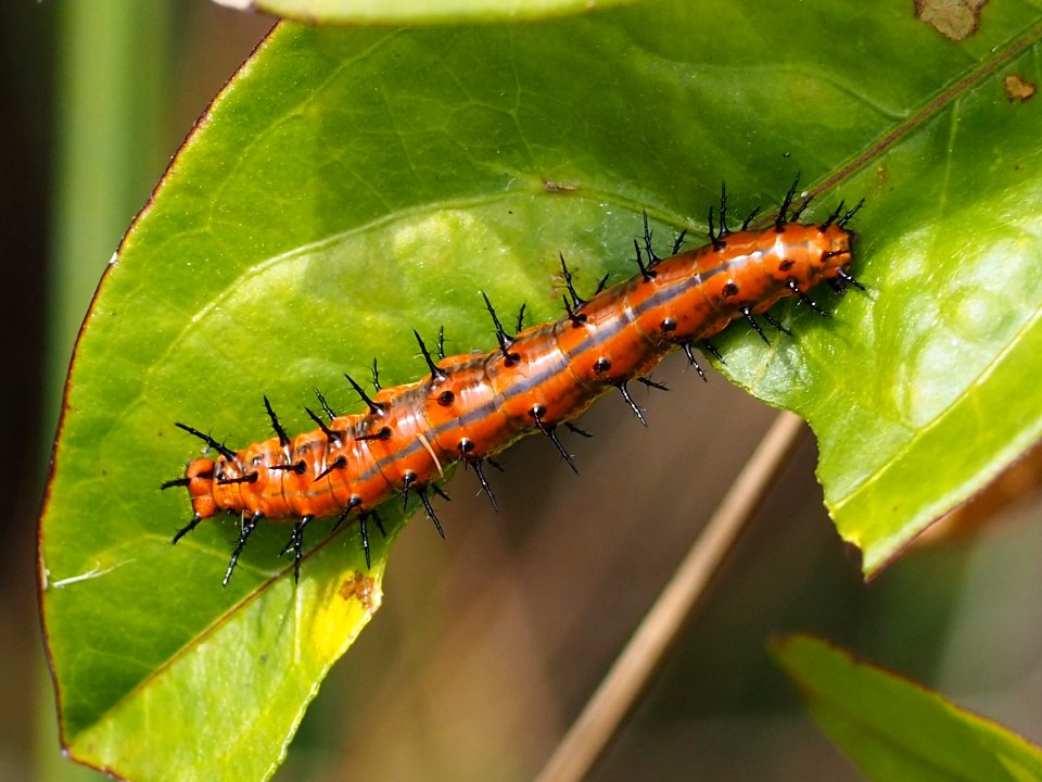 Agraulis vanillae 109885109