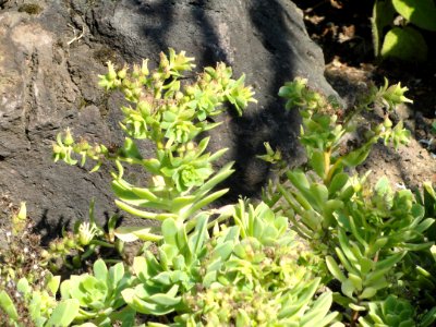 Aeonium castello-paivae - Botanischer Garten, Frankfurt am Main - DSC03161