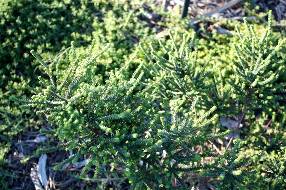 Agathosma apiculata knoffelboegoe herb - Riversdale South Africa 2