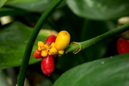Aglaonema commutatum, Botanischer Garten Dresden (2)