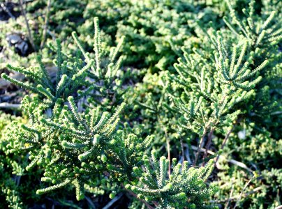 Agathosma apiculata knoffelboegoe herb - Riversdale South Africa 3