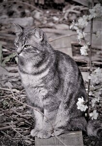 Mammal portrait one
