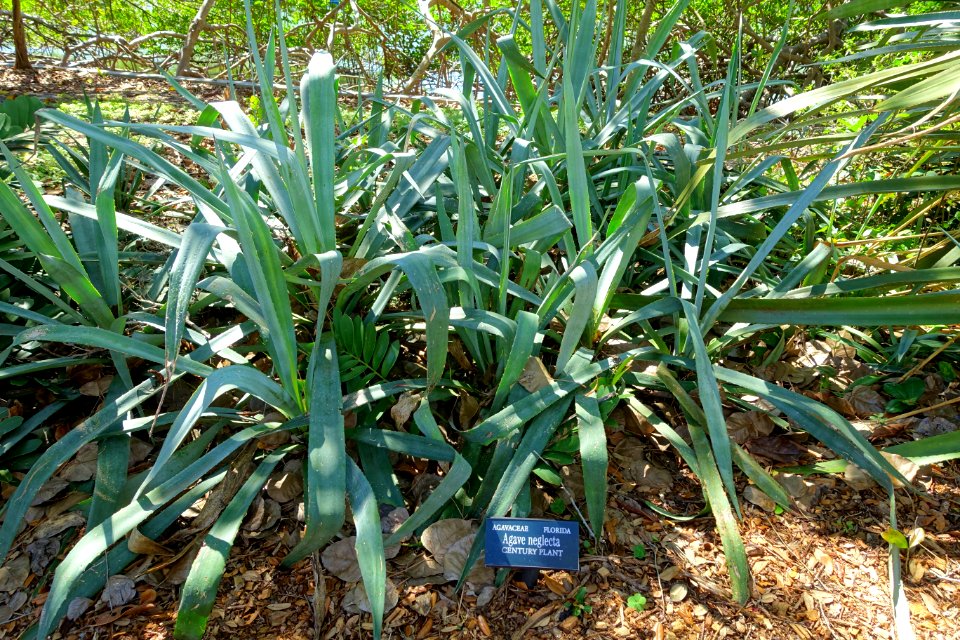 Agave neglecta - Marie Selby Botanical Gardens - Sarasota, Florida - DSC01349