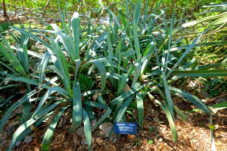 Agave neglecta - Marie Selby Botanical Gardens - Sarasota, Florida - DSC01349