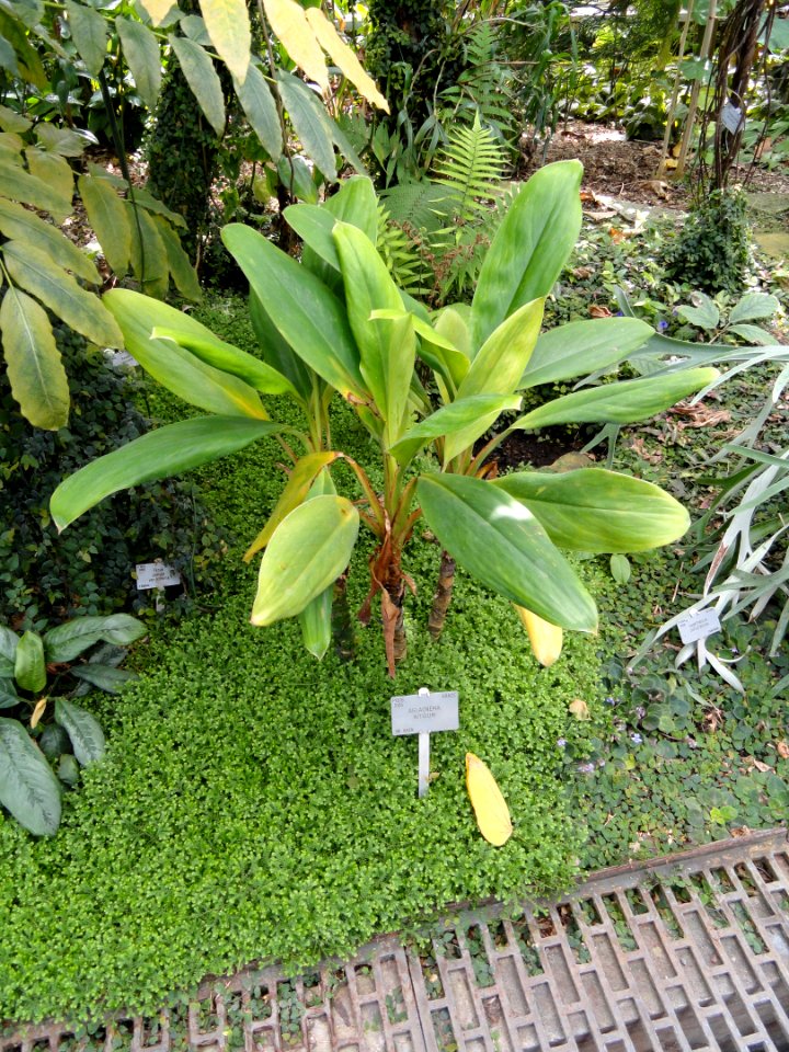 Aglaonema nitidum - Copenhagen Botanical Garden - DSC07430