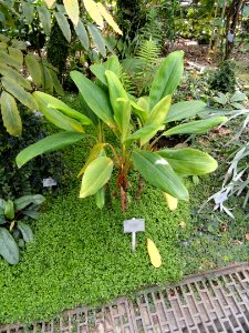 Aglaonema nitidum - Copenhagen Botanical Garden - DSC07430