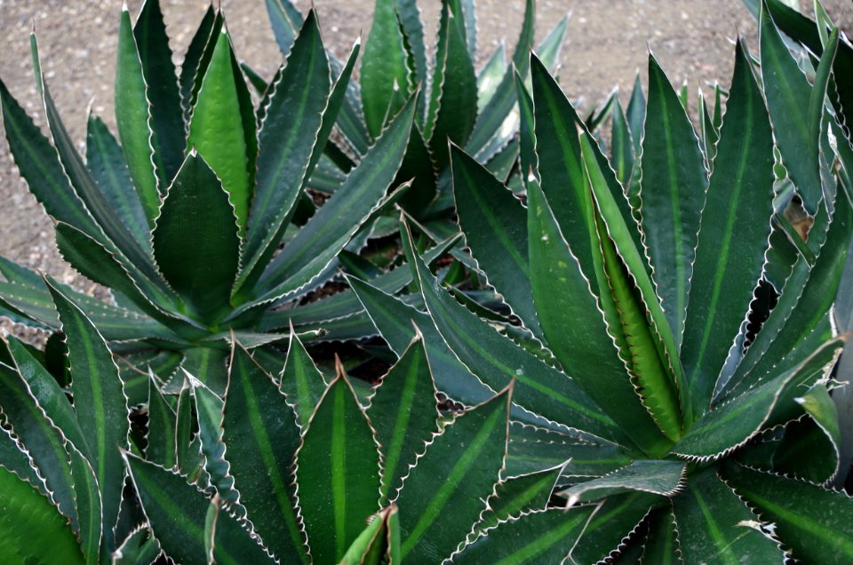 Agave lophanta - Kew Gardens