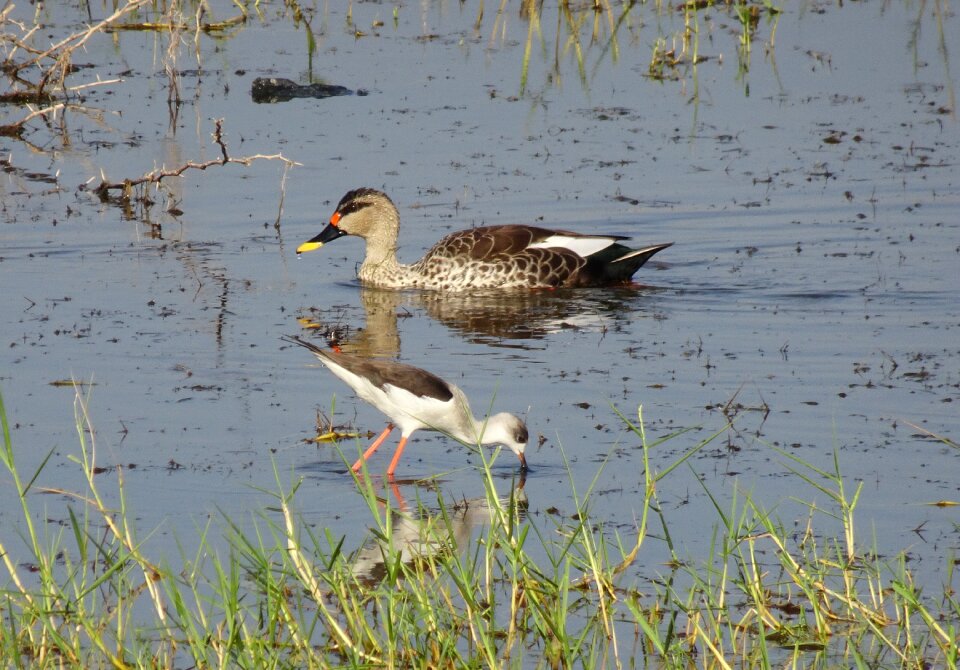 Wildlife spot-billed duck swimming