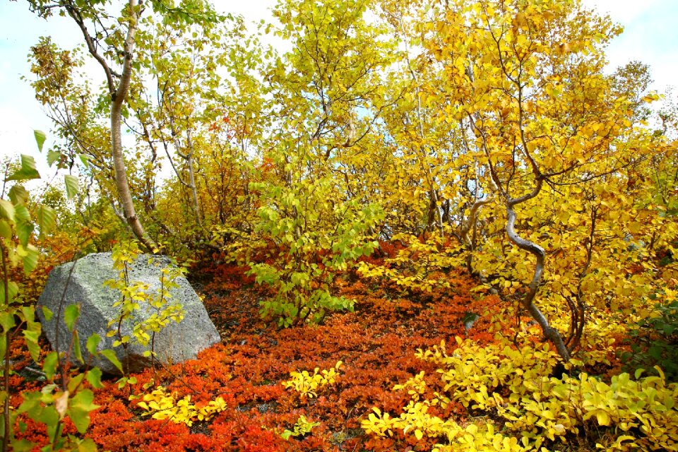 Golden autumn listopad trees