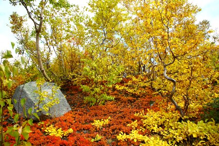 Golden autumn listopad trees photo