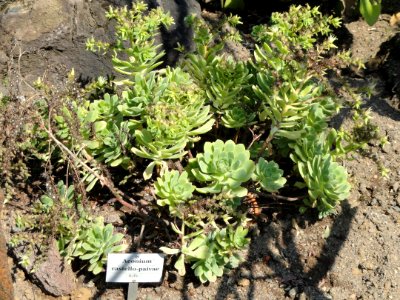 Aeonium castello-paivae - Botanischer Garten, Frankfurt am Main - DSC03160