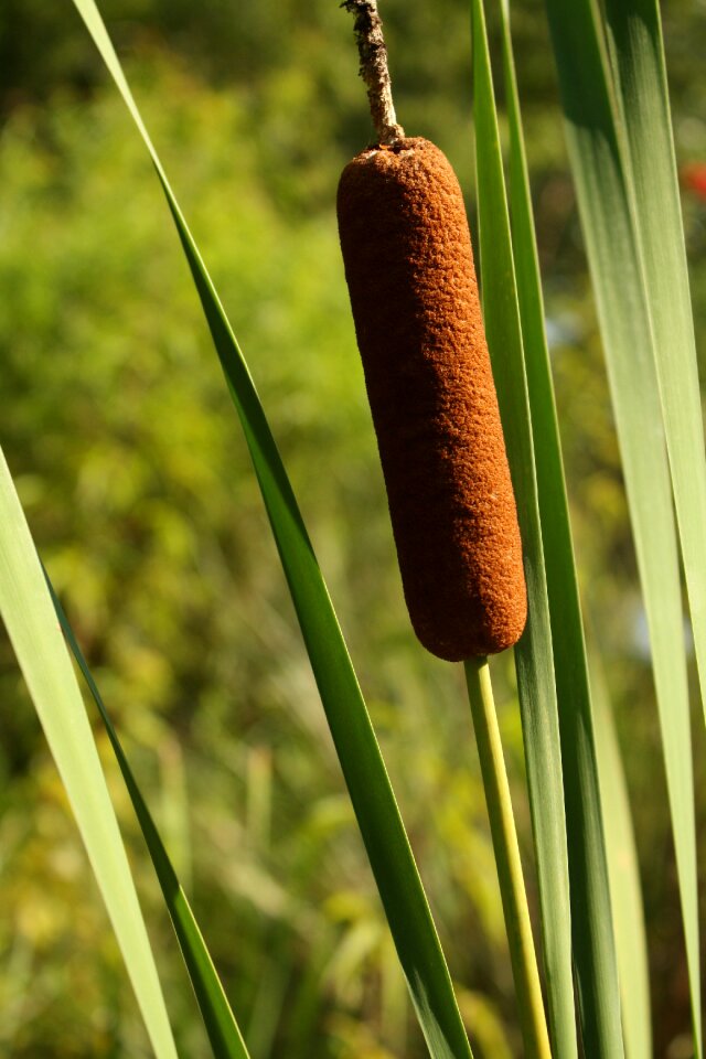 Plant nature wetland