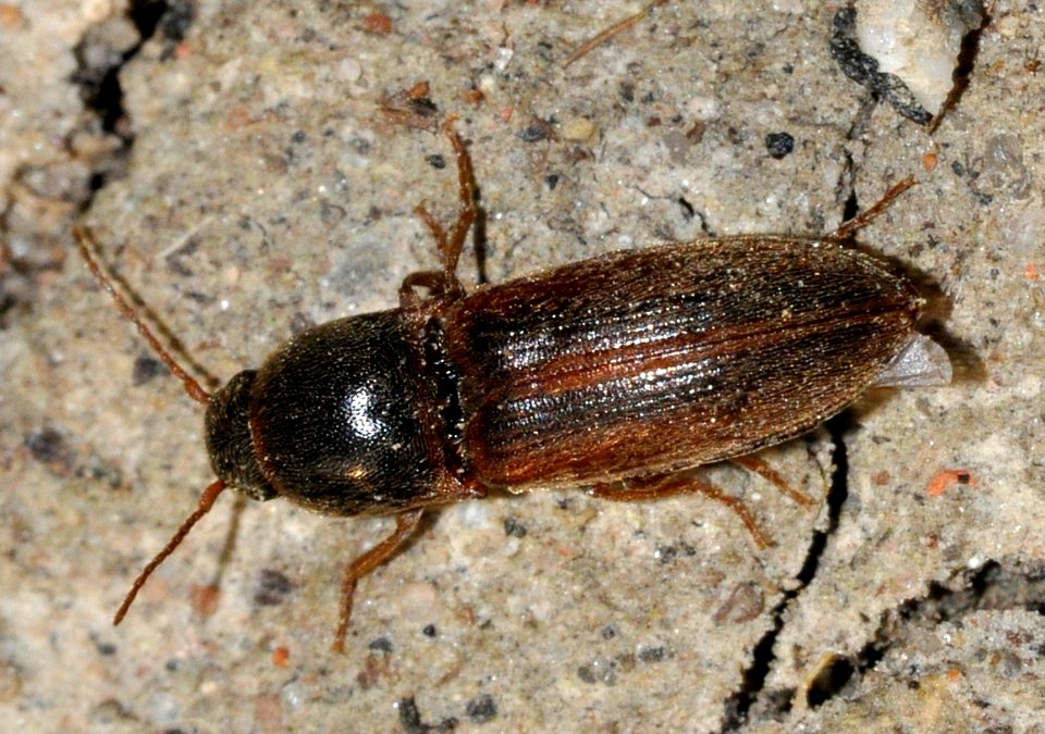 Agriotes-pallidulus-03-fws