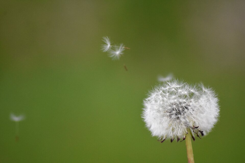 Dandelion flowe pollen