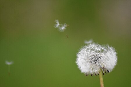 Dandelion flowe pollen