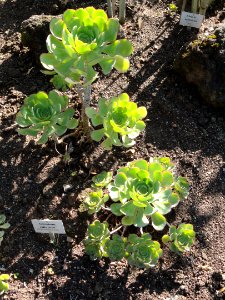 Aeonium ciliatum - Botanischer Garten, Frankfurt am Main - DSC02381