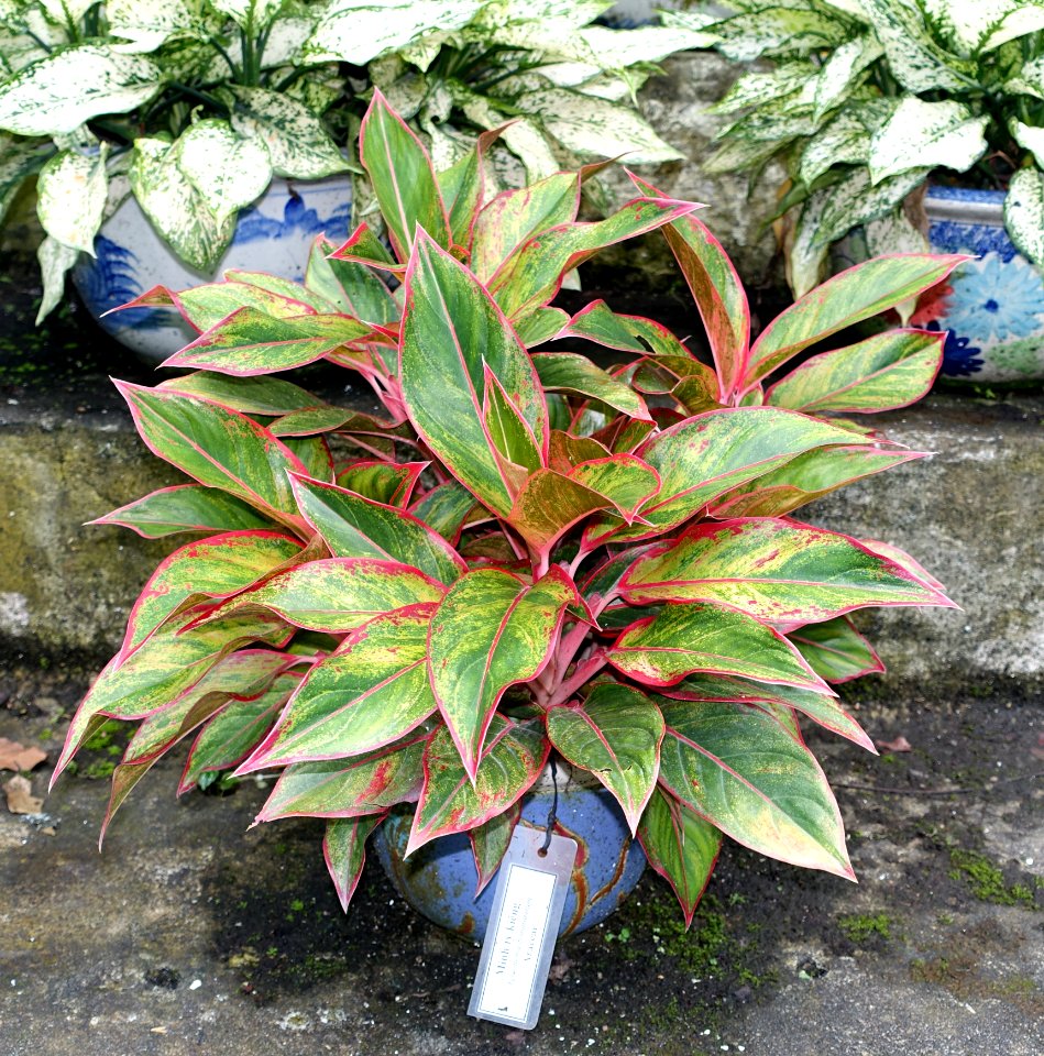 Aglaonema commutatum - Saigon Zoo and Botanical Gardens - Ho Chi Minh City, Vietnam - DSC01286