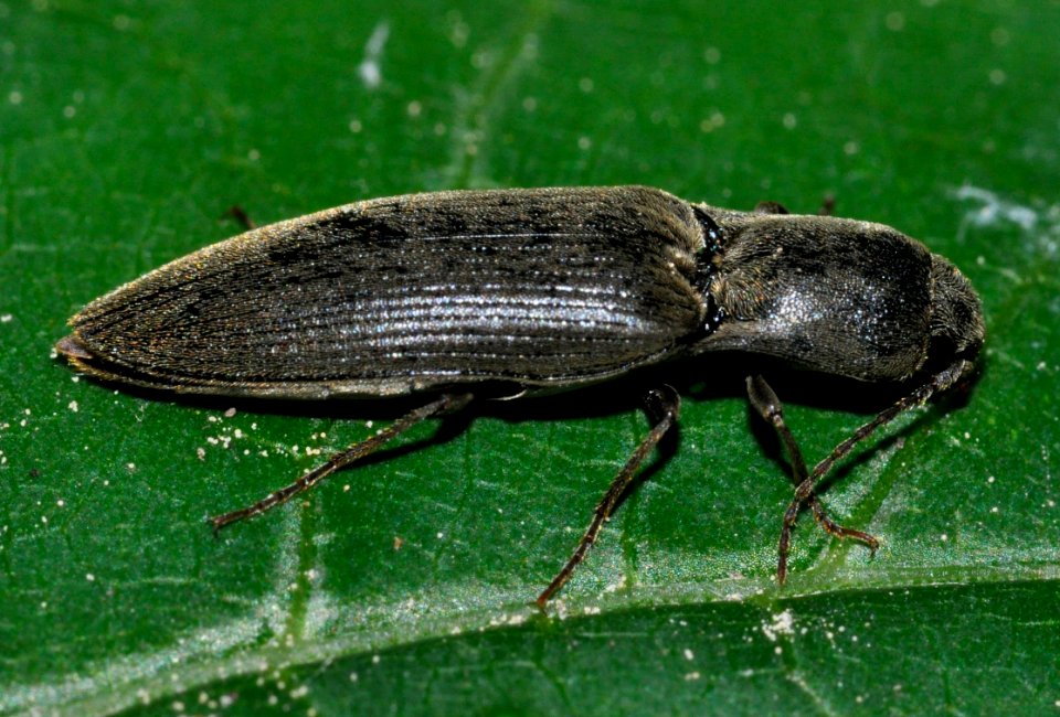 Agriotes-pilosellus-02-fws