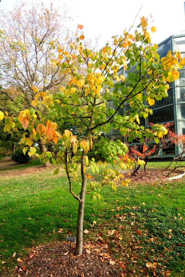 Acer tegmentosum - Brooklyn Botanic Garden - Brooklyn, NY - DSC07939