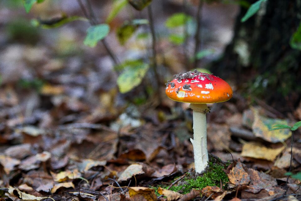 Poisonous mushrooms autumn nature nature