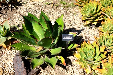 Agave bovicornuta - San Francisco Botanical Garden - DSC09782 photo
