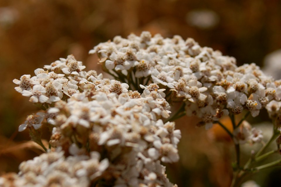 Achilea millefolium closeup