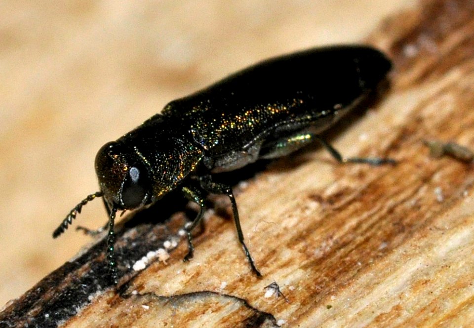 Agrilus-angustulus-04-fws