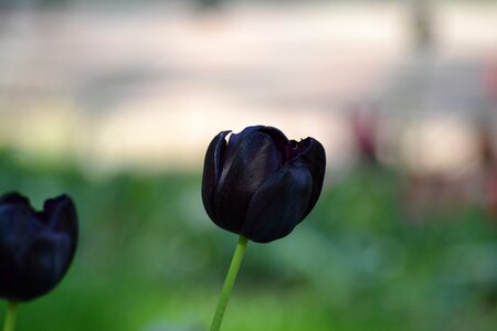 Tulip flower nature photo