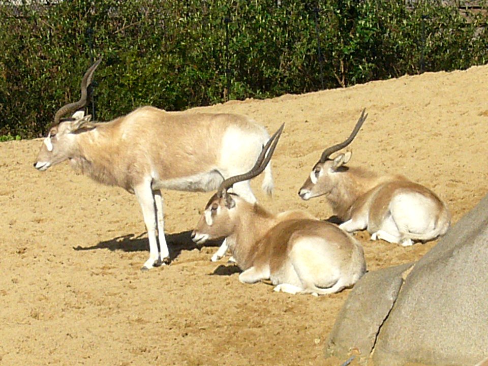 Addax, Zoo de Vincennes