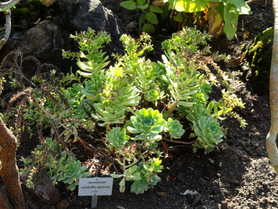 Aeonium castello-paivae - Botanischer Garten, Frankfurt am Main - DSC02362