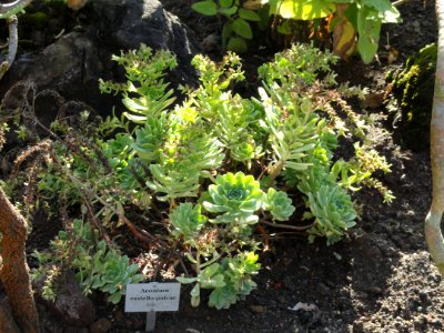 Aeonium castello-paivae - Botanischer Garten, Frankfurt am Main - DSC02362