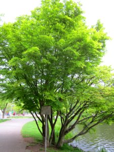 Acer palmatum tree