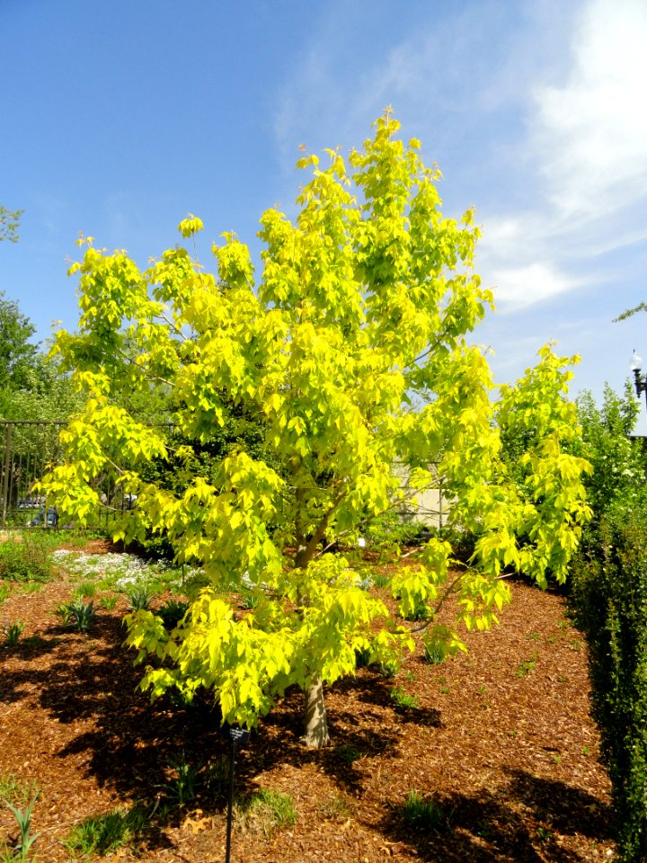 Acer negundo 'Kelly's Gold' - United States Botanic Garden - DSC09477