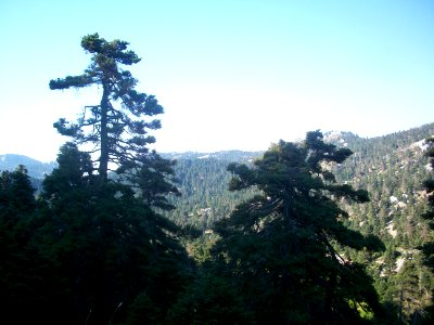Abies cephalonica - Euboea 3