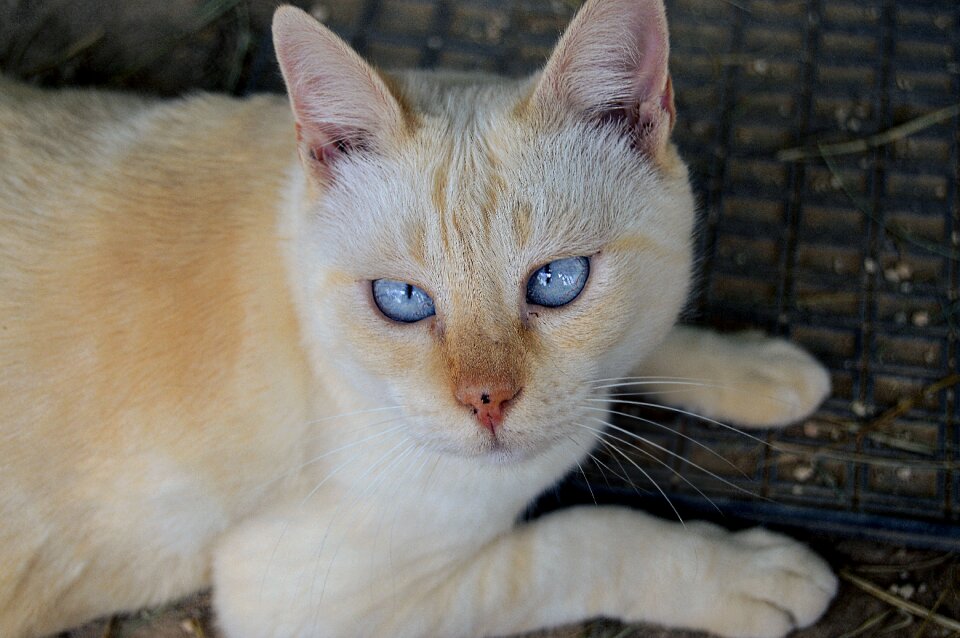 Color gata feline look