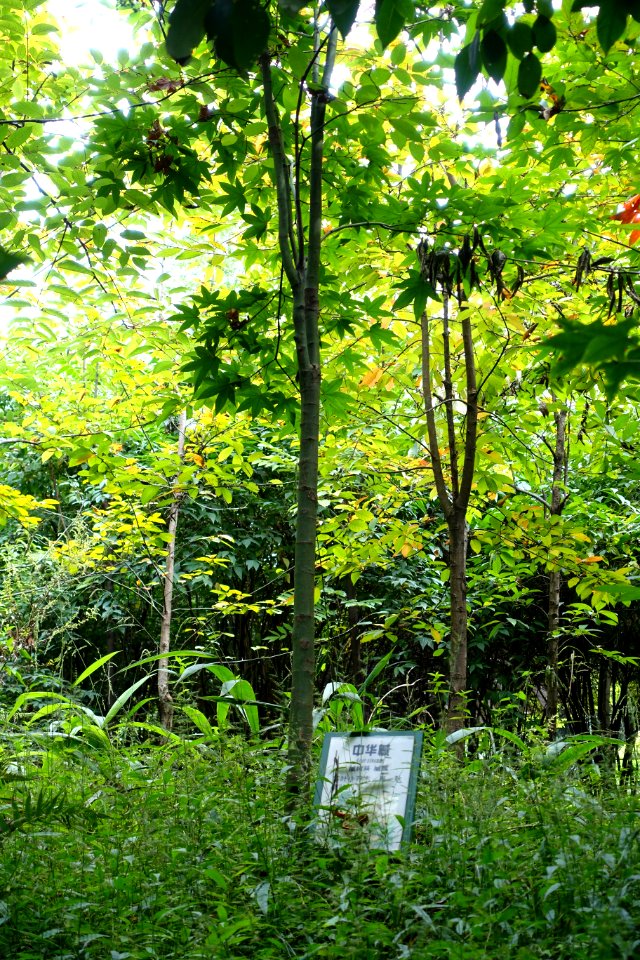 Acer campbellii subsp. sinense (Acer sinense) - Chengdu Botanical Garden - Chengdu, China - DSC03408