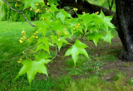 Acer truncatum - Morris Arboretum - DSC00274