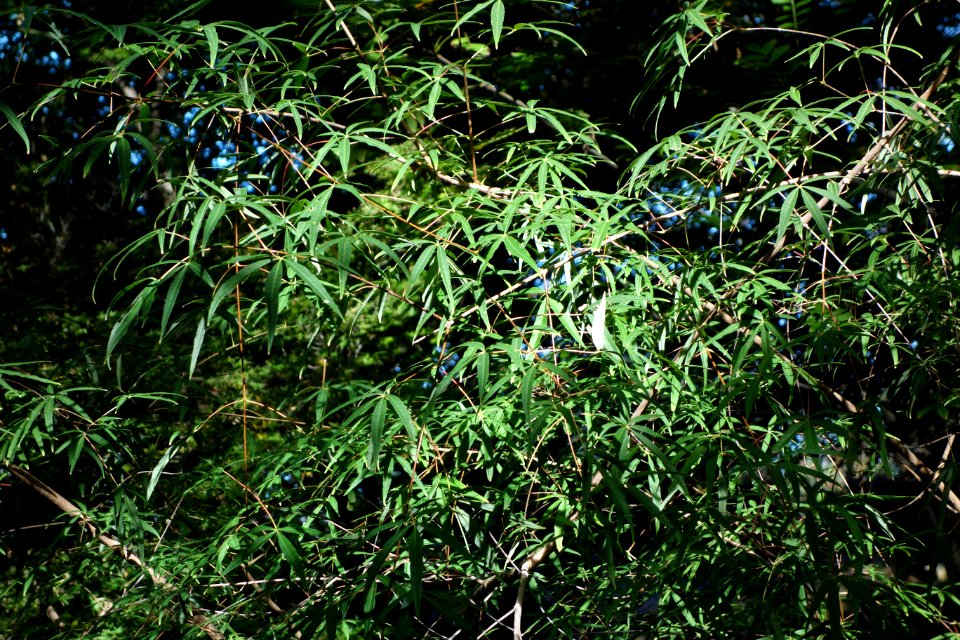Acer pentaphyllum - Quarryhill Botanical Garden - DSC03226