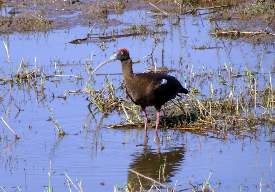 Indian black ibis black ibis ibis
