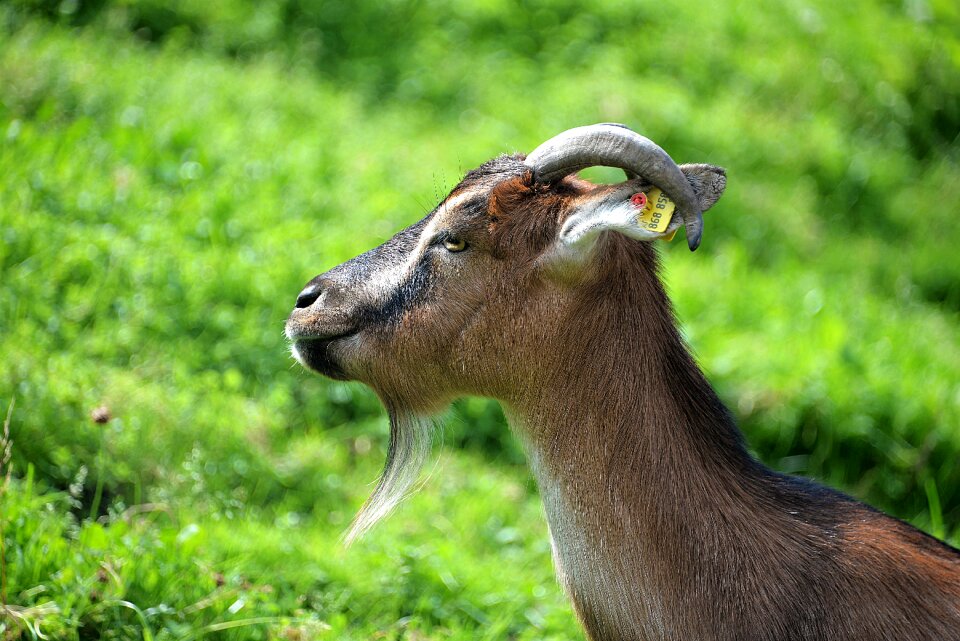 Close up domestic goat livestock