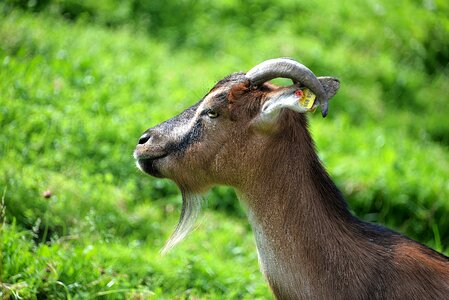 Close up domestic goat livestock