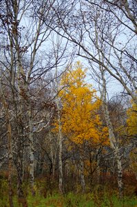 Fallen leaves birch listopad