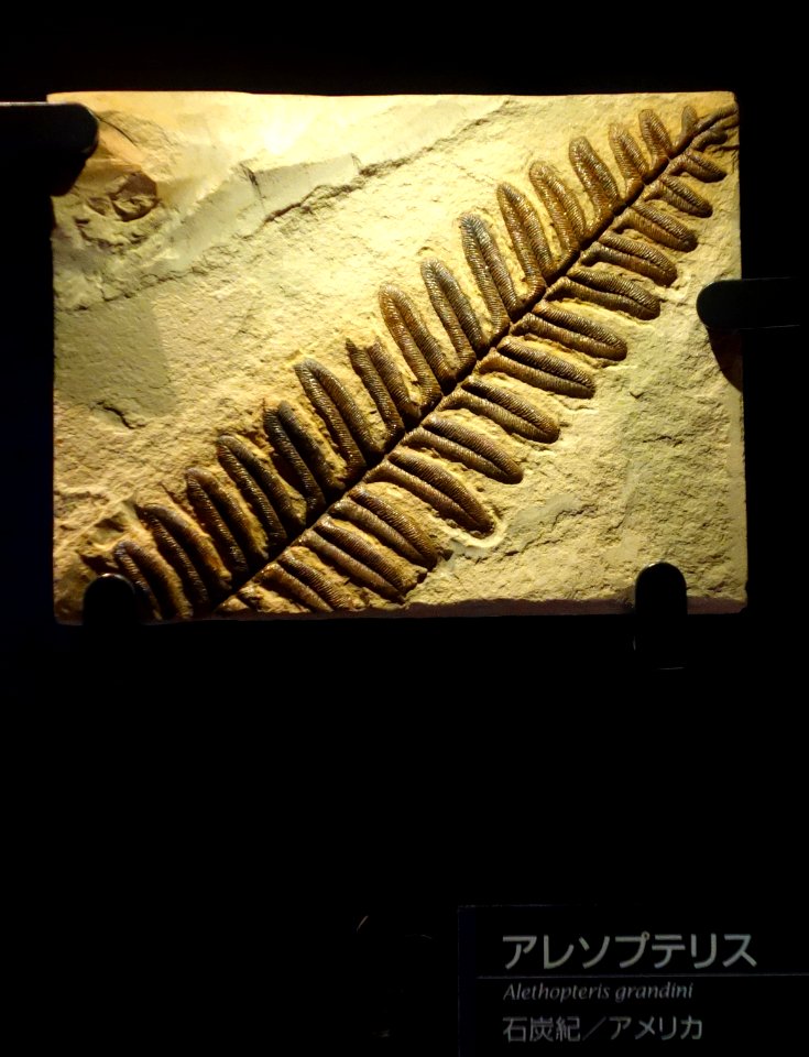 Alethopteris grandini - National Museum of Nature and Science, Tokyo - DSC07676