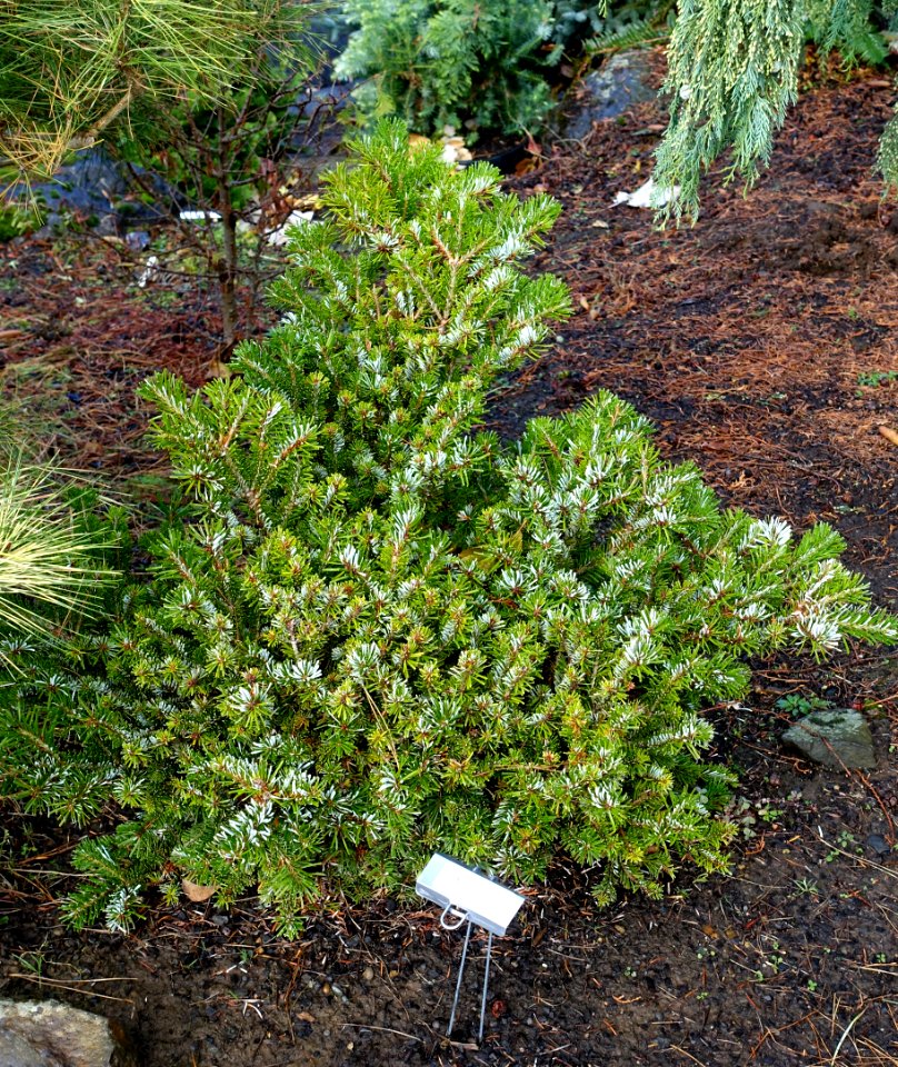 Abies veitchii 'Heddergott' - Oregon Garden - Silverton, Oregon - DSC00257