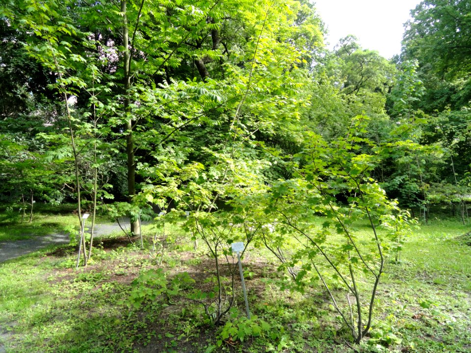 Acer tschonoskii - Botanical Garden in Kaisaniemi, Helsinki - DSC03752
